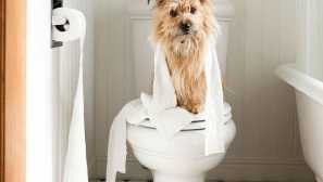 Какво да правите, когато йорк има диария: причини, лечение у дома